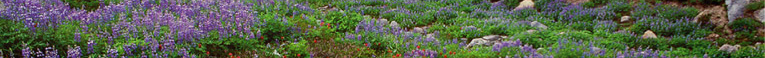 Oregon Wildflowers