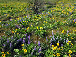 The Dalles Mountain Ranch